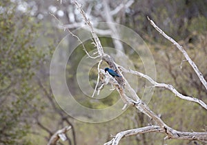 Blue-eared starling, Selous Game Reserve, Tanzania photo