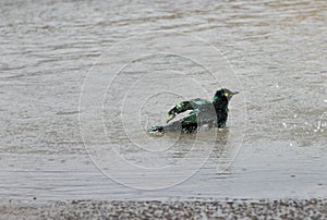 A Blue-eared Starlings taking bath