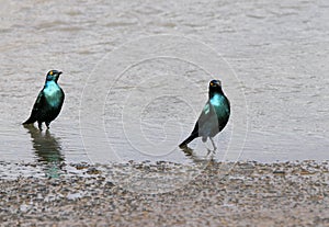 Blue-eared Starlings in water