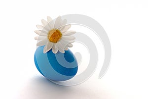 blue easter egg with white daisy on isolated white background