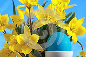 Blue easter egg and yellow tulips
