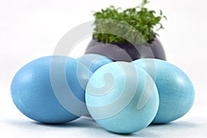 Blue easter eggs with fresh cress