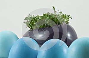 Blue easter eggs with fresh cress