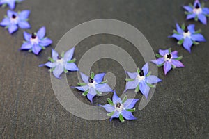 Blue edible borage