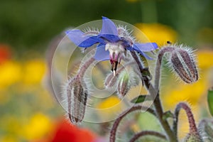 Blue edible borage flowers growing in a field of colourful wild flowers, photographed in Gunnersbury, West London UK.