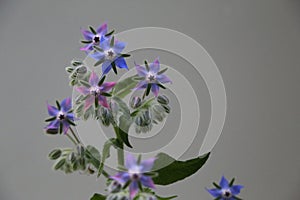 Blue edible borage