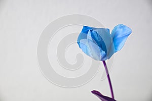 Blue edited tulip in front of a light wall