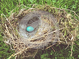 Blue egg in the nest