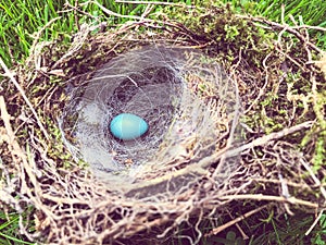 Blue egg in the nest