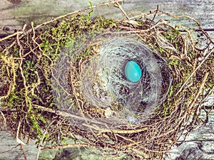 Blue egg in  nest