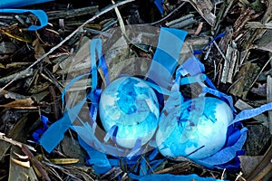 Blue eggs