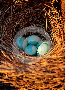 Blue eggs of an Eastern bluebird Sialia sialis nest
