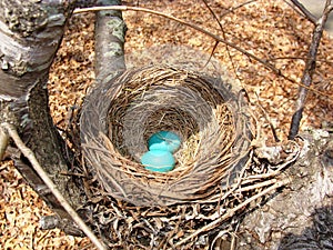 Blue eggs in a nest