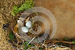 Blue eggs in spring border