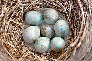 Blue eggs of Thrushes,Turdidae.Seven bird eggs in the nest.Close up.Blur focus.Ð¡oncept of bird breeding, keeping savings in one