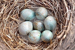 Blue eggs of Thrushes,Turdidae.Seven bird eggs in the nest.Close up.Blur focus.ÃÂ¡oncept of bird breeding, keeping savings in one photo
