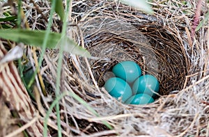 Blue eggs of wild birds in the nest, close up view