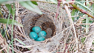 Blue eggs of wild birds in the nest, close up view