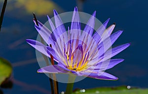 Blue Egyptian lotus