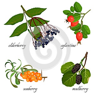 Blue elderberry, ripe eglantine, fresh seaberry and sweet mulberry photo