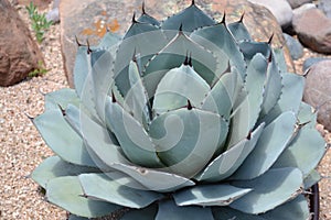 Blue Emperor Agave Plant for Xeriscaping