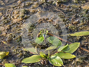 The blue emperor single female latin name: Anax imperator laying eggs in fresh water pond