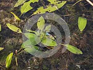 Azul el emperador el único una mujer latín nombre mintiendo huevos en fresco Agua estanque 