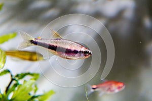 Blue Emperor Tetra