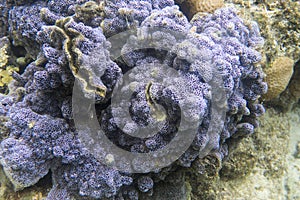 Blue encrusting coral