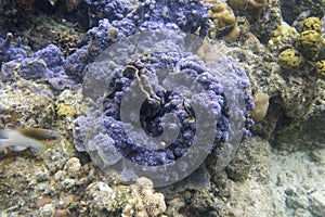 Blue encrusting coral in Togian island