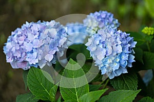 Blue endless summer hydrangea
