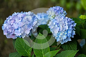 Blue endless summer hydrangea photo