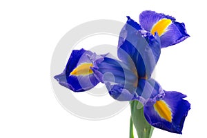 Blue English Iris (Iridaceae Iris latifolia)