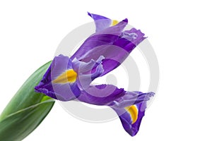 Blue English Iris (Iridaceae Iris latifolia) photo