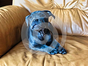 Blue english staffordshire bull terrier puppy lying on sofa