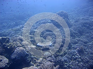 Blue Environment photo