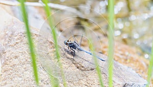 A blue epaulet skimmer Orthetrum chrysostigma dragonfly sitting on top of a rock