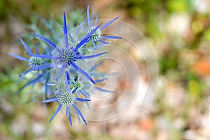 Blue Eryngium planum or Sea holly thistles	