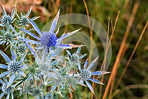 Blue Eryngium planum or Sea holly thistles. Blue Eryngo flowers	