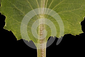 Blue Eryngo (Eryngium planum). Basal Leaf Base Closeup photo