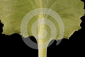 Blue Eryngo (Eryngium planum). Basal Leaf Base Closeup photo