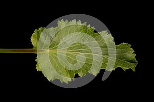 Blue Eryngo (Eryngium planum). Basal Leaf Closeup