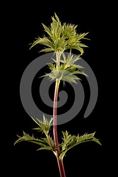 Blue Eryngo (Eryngium planum). Immature Inflorescence Closeup photo