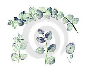 Blue Eucalyptus tetragona branches with green-blue leaves set, hand painted watercolor illustration