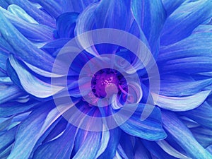 Blue excellent chrysanthemum flower. Closeup. Macro.