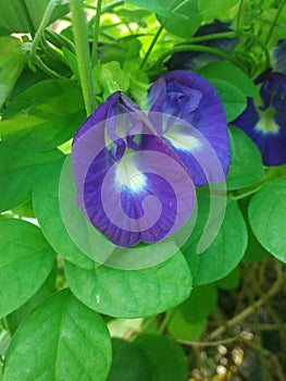 blue exotic beauty telang flower