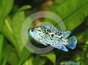 Blue Exotic Fish in Aquarium photo