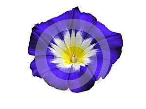 Blue Exotic Morning Glory photo