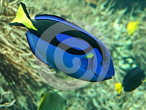 BLue exotic tropical fish