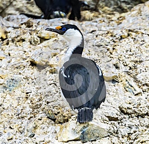 Blue Eye Anarctic Shag Paradise Bay Skintorp Cove Antarctica